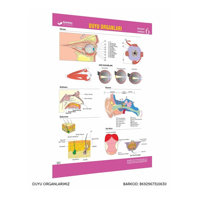 GÜRBÜZ 31063 DUYU ORGANLARIMIZ - 1